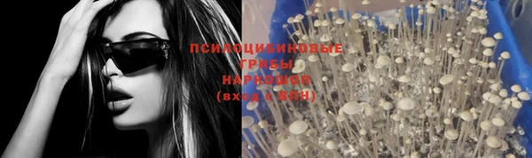 PSILOCYBIN Алзамай